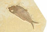 Multiple Detailed Fossil Fish Plate - Wyoming #240455-3